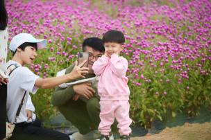 천만송이 천일홍축제 사진