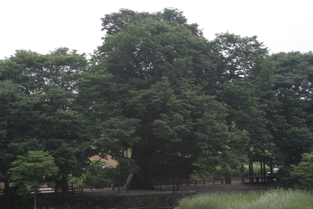 양주황방리느티나무 2
