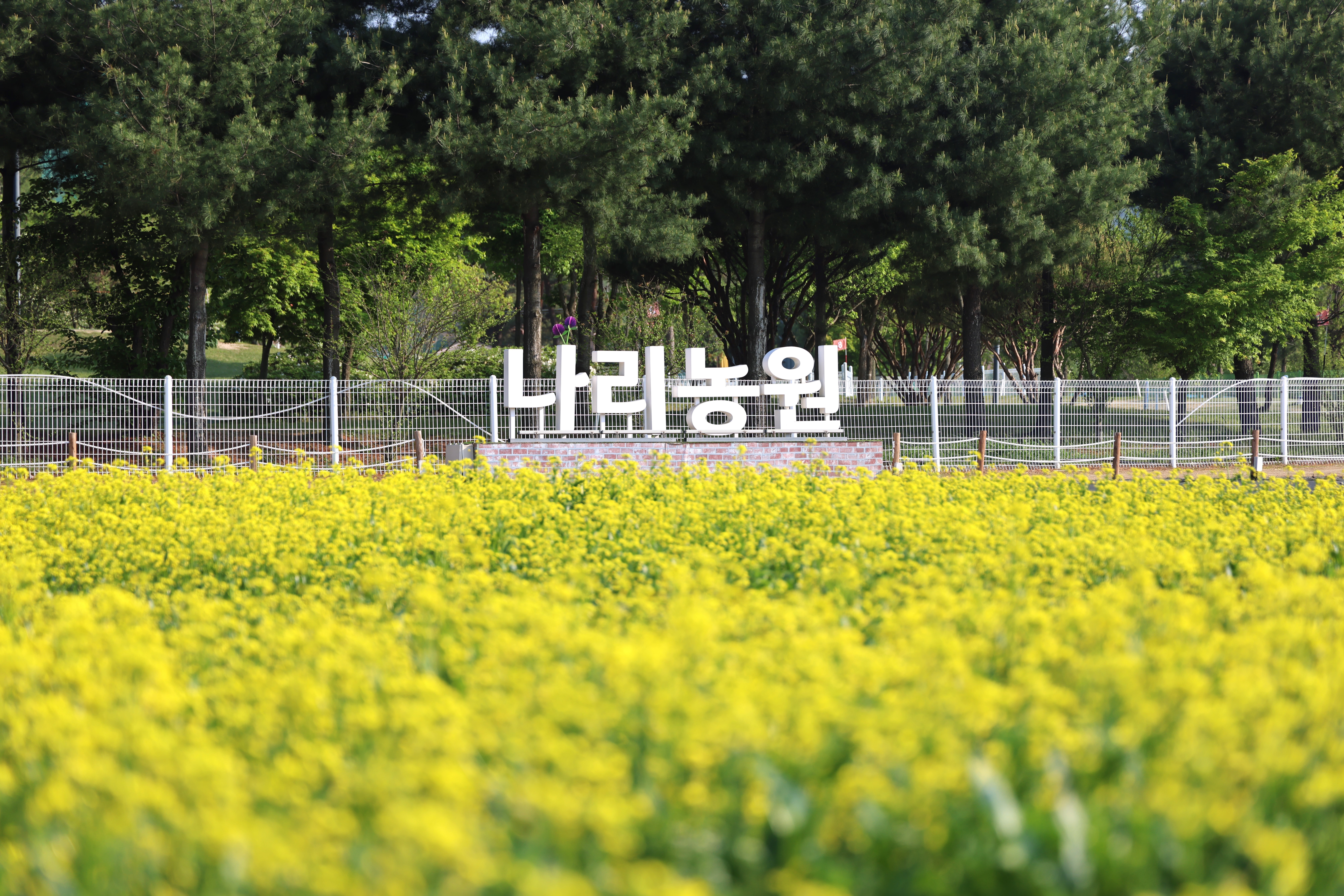 봄꽃 향기 따라 걷는 9일간의 초대…양주 나리농원, 5월 24일 봄 개장 이미지