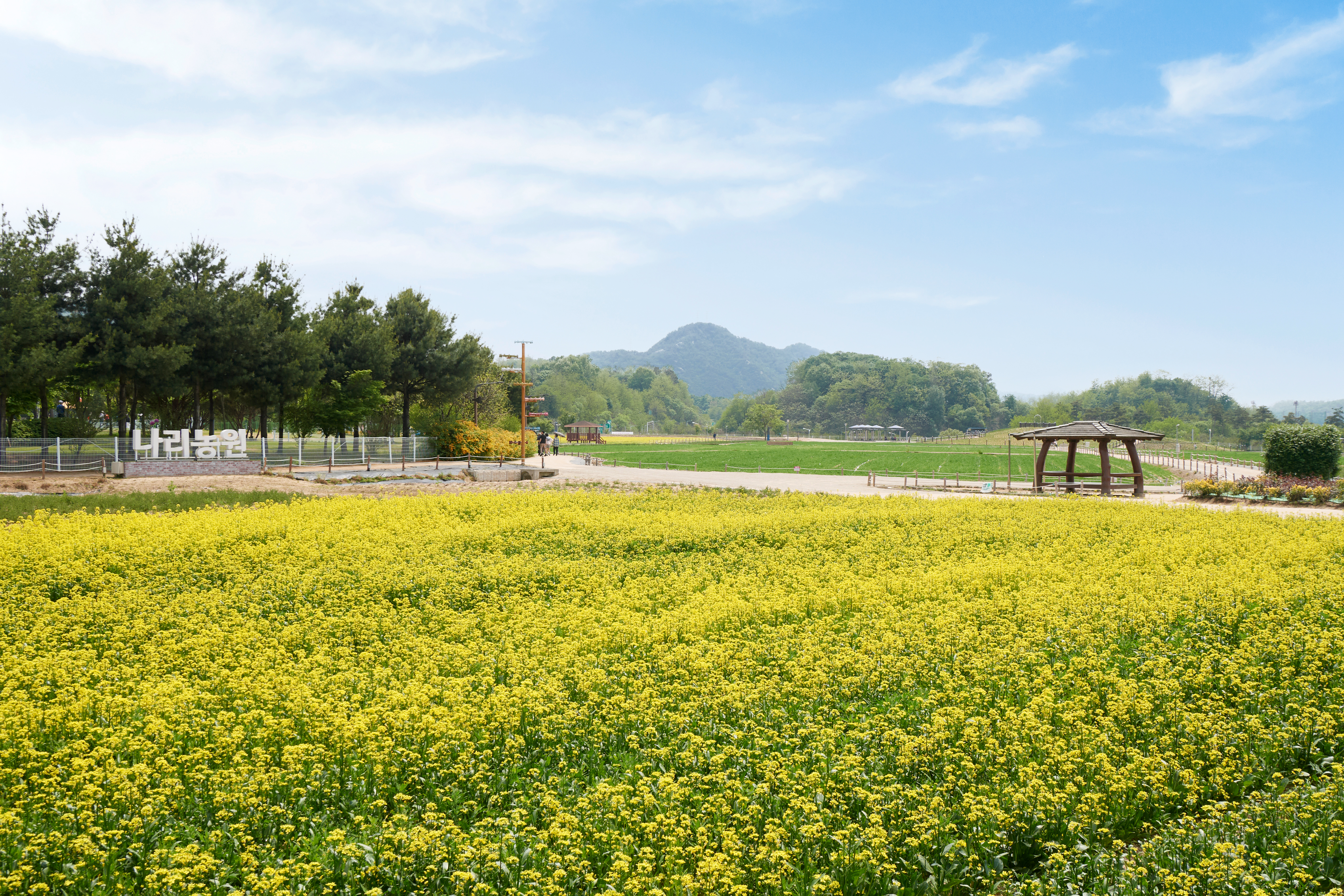 [포토] 양주시 나리농원, 유채꽃 물결 이미지