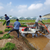 240521-2024년 벼 병해충 예찰포 모내기 이미지