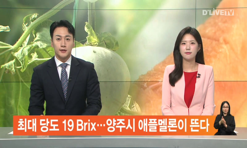 최대 당도 19 Brix…양주시 애플멜론이 뜬다 이미지