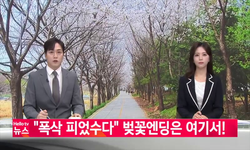 폭삭 피었수다 벚꽃엔딩은 여기서! 이미지