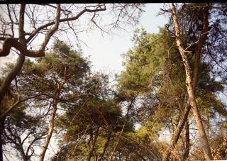 참나무 겨울살이01 의 사진