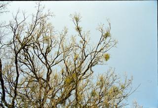 참나무 겨울살이01 의 사진