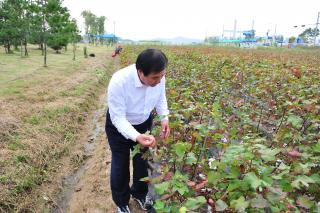 목화밭 현장점검 의 사진