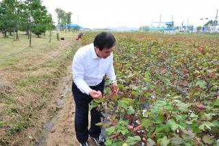 목화밭 현장점검 의 사진