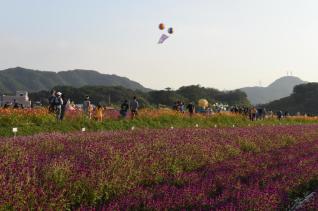 천만송이 천일홍축제 의 사진