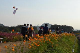 천만송이 천일홍축제 의 사진