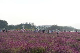 천만송이 천일홍축제 의 사진