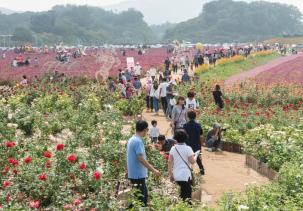 천만송이 천일홍축제 의 사진