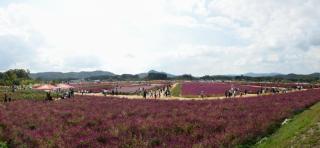 천만송이 천일홍축제 의 사진