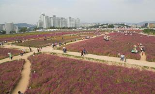 천만송이 천일홍축제 의 사진