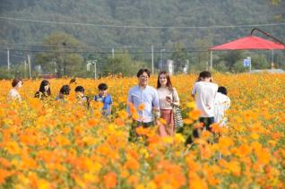 천만송이 천일홍축제 의 사진