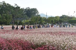 천만송이 천일홍축제 의 사진