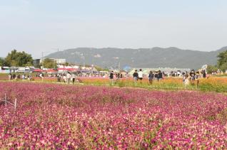 천만송이 천일홍축제 의 사진