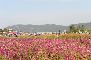 천만송이 천일홍축제 의 사진