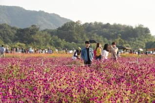 천만송이 천일홍축제 의 사진